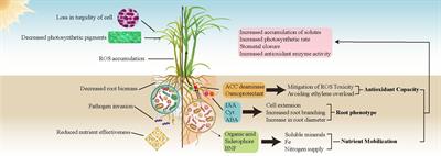 Enhancing sugarcane’s drought resilience: the influence of Streptomycetales and Rhizobiales